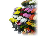 ������ ���� � ���������. ���� �� 35 ���.. �������� - �������/�������