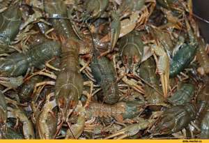 ������ ���� ,���� - ����������� 1