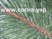 ������� � ����������: ������ ���� ����� �� �������������