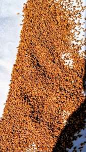 ������ ����, �����, �����, ���� - ����������� 1