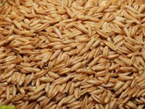 ������ ����, ����� ������� �������� �� 10-15 ����, ��������, ����������� �������. - ����������� 1