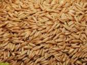 ������ ����, ����� ������� �������� �� 10-15 ����, ��������, ����������� �������. - ����������� 1