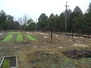 ������ ���� ������ ������� 25���. ����������� ������������� �-�� - ����������� 1