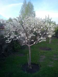 ������ ����, ������ �������� �� ������������ ����� �� ����� - ����������� 1