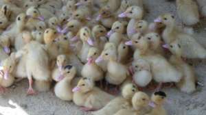 ������ ���� ������, �������� ���. - ����������� 1