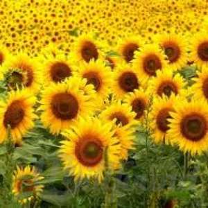 ������ ���� ������������ ( ����������� ) - ����������� 1