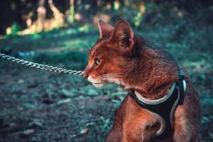 ������ ����� - ����������� 1