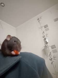 ������ ����� - ����������� 1