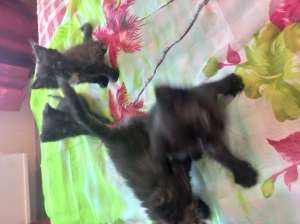 ������ ����� - ����������� 1