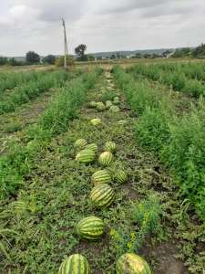 ������ ����� � ���� - ����������� 1