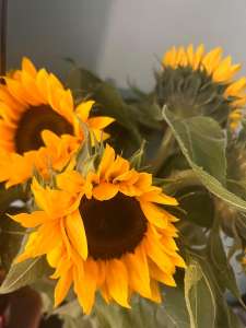 ������ �����, � ������� �� ���� , ������ � ������ - ����������� 1