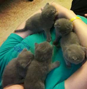 ������ ����� � ������� ���� - ����������� 1