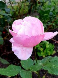 ������ ����� �� ������ - ����������� 1