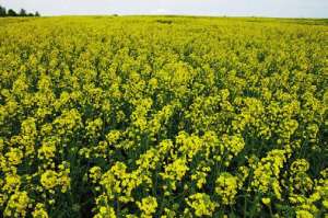 ������ ����� ��� (�̲+��) / �������� �� ������ - ����������� 1