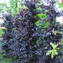 ������ ����� ���� - ����������� 3