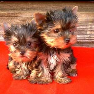 ������ ����� ���� ��� � ��� - ����������� 1