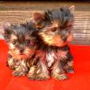 ������� � ����������: ������ ����� ���� ��� � ���