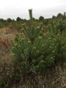 ������ ����� �����. ����� ����� �����. - ����������� 1