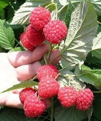 ������ ����� ������ - ����������� 1