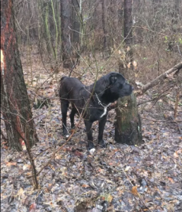 ������ ����� ������ - ����������� 1