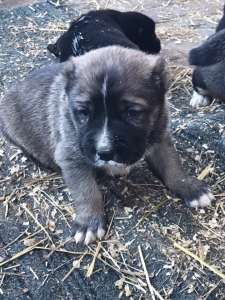 ������ ����� ������ - ����������� 1