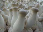 ������ ����� ������, Pleurotus eryngii - ����������� 2