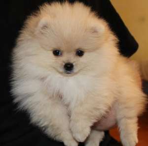 ������ ����� ������ ����� - ����������� 1