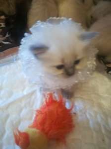 ������ ����� ������ ������� - ����������� 1