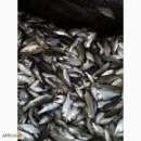 ������ ����� (�������). �������� �������� - �������/�������