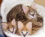 ������ ����� ������� - ����������� 2