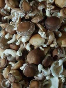 ������ ����� �������, Shiitake, �� ���������� ������ - ����������� 1
