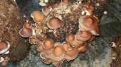 ������ ����� �������, Shiitake, �� ���������� ������ - ����������� 2