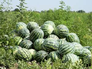 ������ ����� ������� ����� � ��������� - ����������� 1