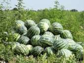 ������� � ����������: ������ ����� ������� ����� � ���������