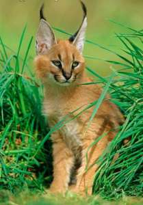 ������ ����� �������� - ����������� 1