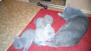 ������ ����� ���������� - ����������� 1