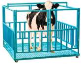 ������ �����( ���������� �����) - ����������� 3