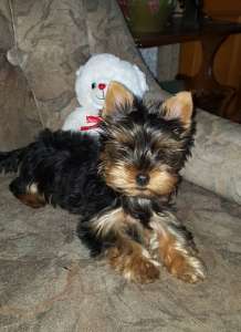 ������ ����� ������������ ������� - ����������� 1