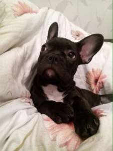 ������ ����� ������������ �������� - ����������� 1