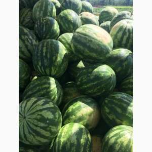 ������ ����� ������������������ ����� � ���� �� 22 � - ����������� 1