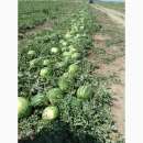 ������ ����� ������������������ ����� � ���� �� 22 � - ����������� 3