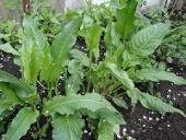 ������ ������. �������� - �������/�������