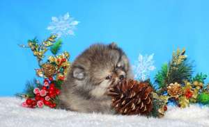 ������ ������ - ����������� 1