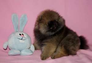 ������ ������ - ����������� 1