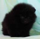 ������ ������ - ����������� 2