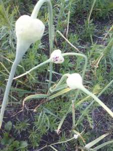 ������ ������. - ����������� 1