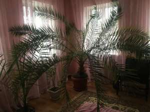 ������ ������ - ����������� 1