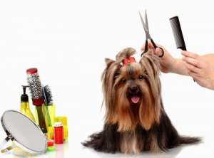 ������ (������) - ����������� 1