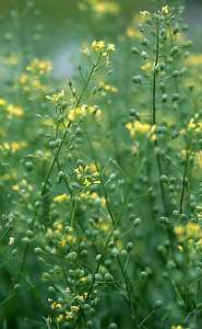 ������ ������ - ����������� 1