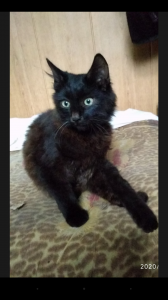 ������ ������ - ����������� 1